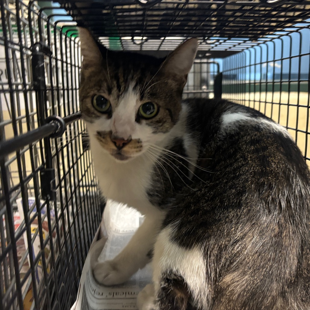 Shelter Stray Male Cat last seen , 361 S Raymond Ave, Pasadena, CA 91105, USA