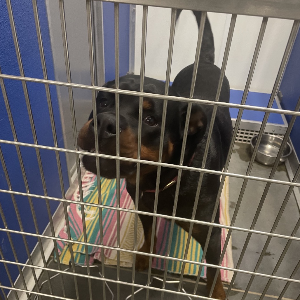 Shelter Stray Male Dog last seen , 3100 Deats Rd, Dickinson, TX 77539, USA