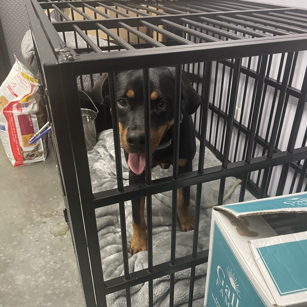 Shelter Stray Female Dog last seen , 3100 Deats Rd, Dickinson, TX 77539, USA