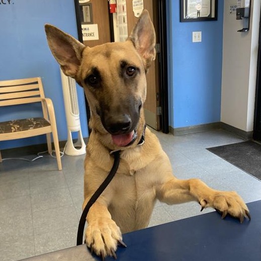 Shelter Stray Unknown Dog last seen , 12910 Yukon Ave, Hawthorne, CA 90250, USA