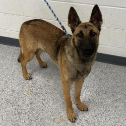 Shelter Stray Female Dog last seen , 5801 Graye Ln, Caldwell, ID 83607, USA