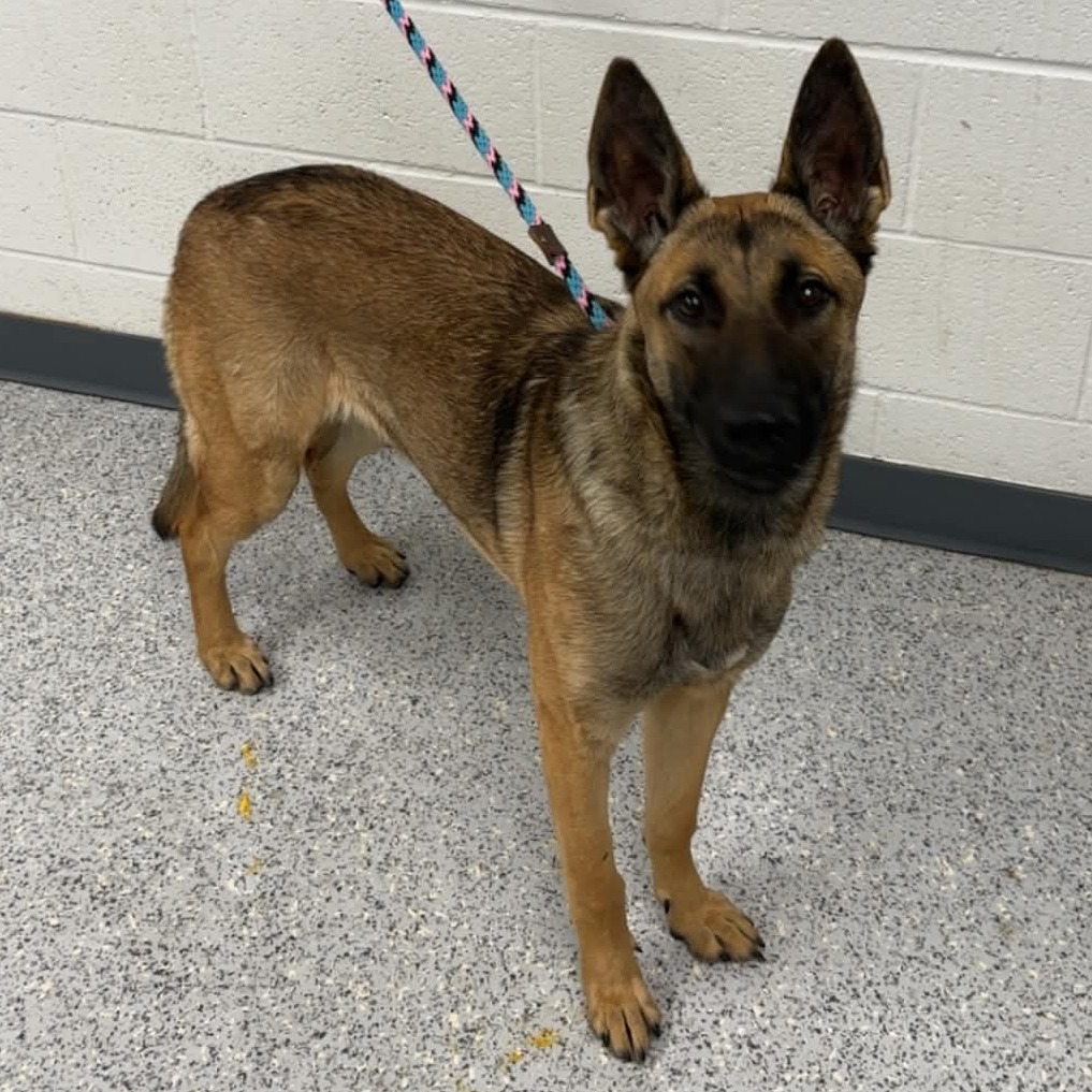 Shelter Stray Female Dog last seen , 5801 Graye Ln, Caldwell, ID 83607, USA