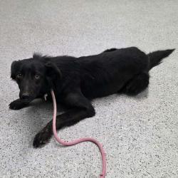 Shelter Stray Female Dog last seen , 5801 Graye Ln, Caldwell, ID 83607, USA