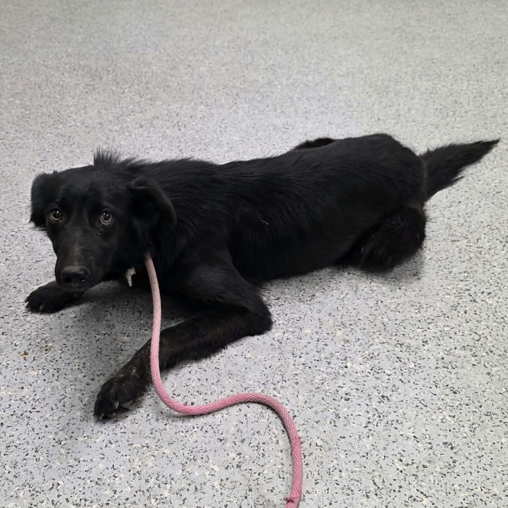 Shelter Stray Female Dog last seen , 5801 Graye Ln, Caldwell, ID 83607, USA