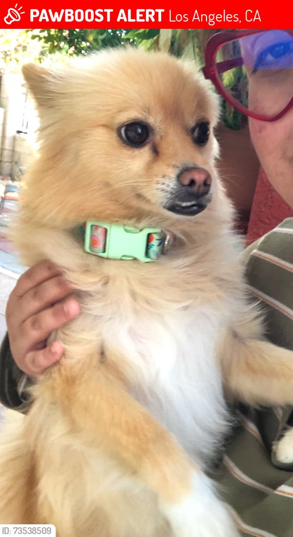 Lost Female Dog last seen Main and 70th St, Los Angeles, CA 90003