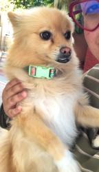 Lost Female Dog last seen Main and 70th St, Los Angeles, CA 90003