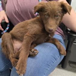 Shelter Stray Female Dog last seen , 5801 Graye Ln, Caldwell, ID 83607, USA