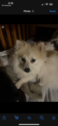 Lost Male Dog last seen Bardin and willams, Salinas, CA 93905