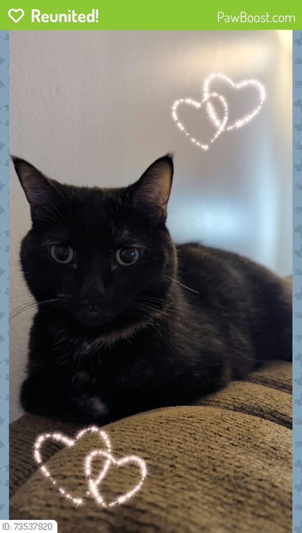 Reunited Female Cat last seen Empire Street, London, ON N5Y 1G6