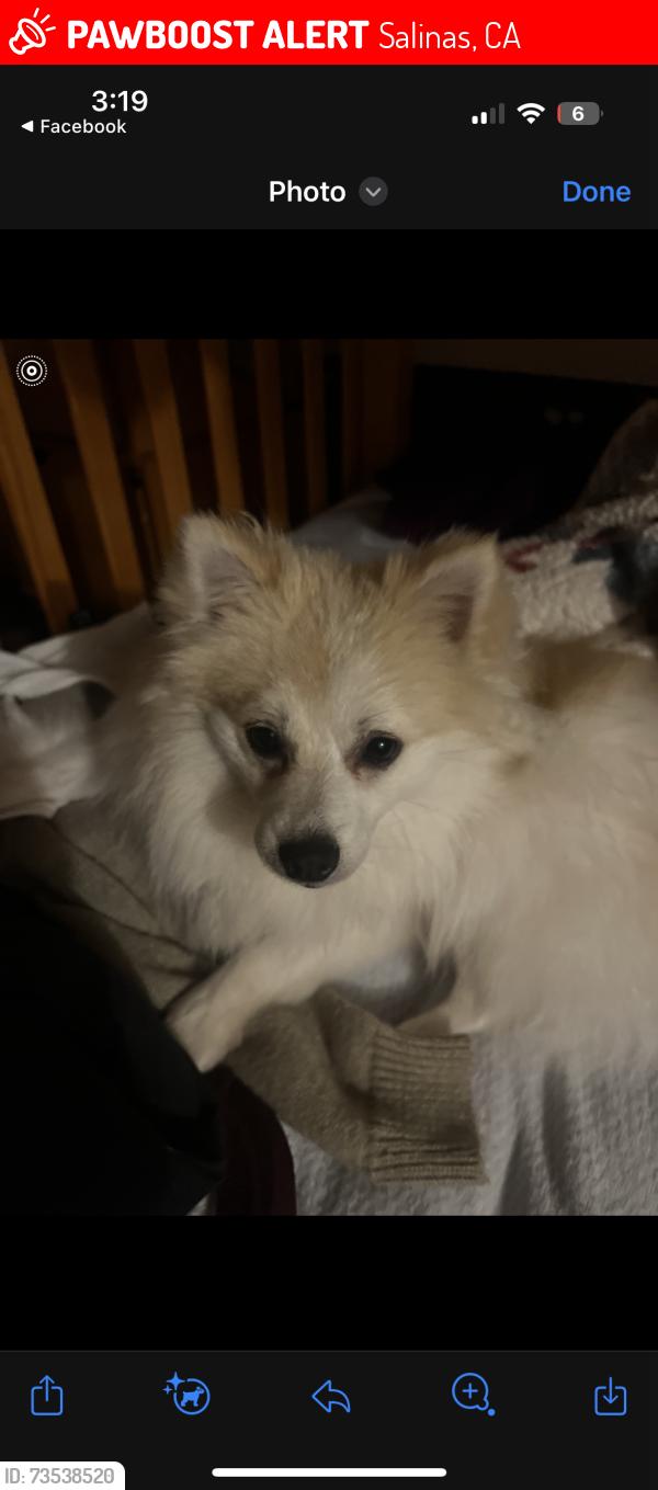 Lost Male Dog last seen Bardin and willams, Salinas, CA 93905
