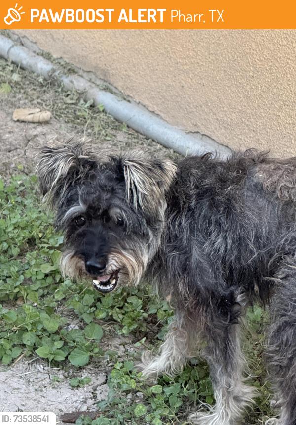 Found/Stray Male Dog last seen South cage, Pharr, TX 78577