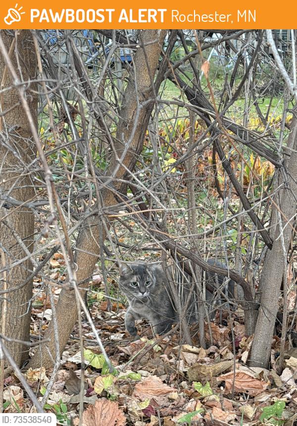 Found/Stray Unknown Cat last seen N broadway Ave and 31st NE, Rochester, MN 55906