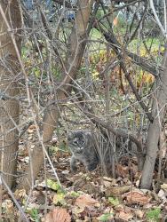Found/Stray Unknown Cat last seen N broadway Ave and 31st NE, Rochester, MN 55906