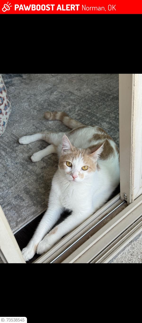 Lost Male Cat last seen Ga zump dr, Norman, OK 73069