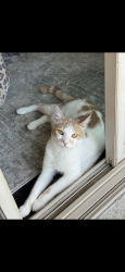 Lost Male Cat last seen Ga zump dr, Norman, OK 73069