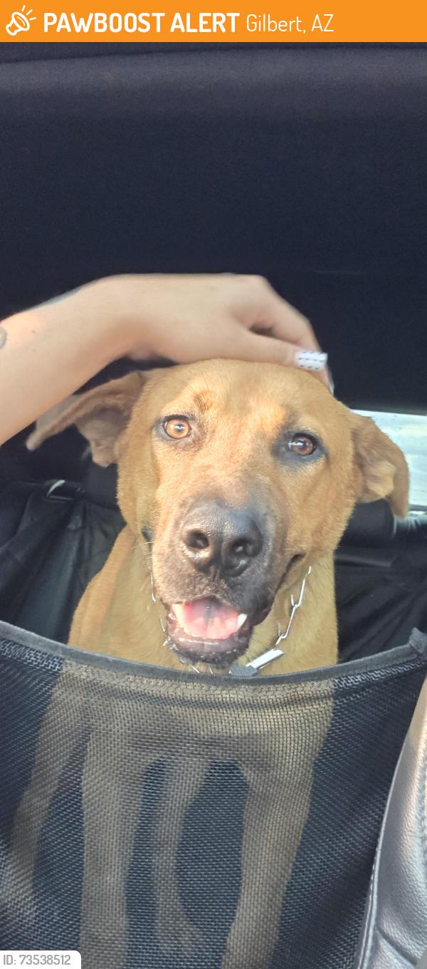 Found/Stray Male Dog last seen Recker and Guadalupe, Gilbert, AZ 85234