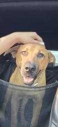 Found/Stray Male Dog last seen Recker and Guadalupe, Gilbert, AZ 85234