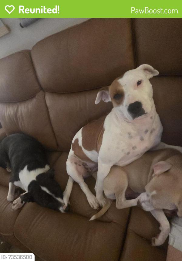 Reunited Female Dog last seen Kingsgate, Farragut, TN 37934