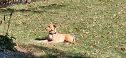 Lost Female Dog last seen Home Depot Derry St, Harrisburg, PA 17111