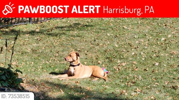 Lost Female Dog last seen Home Depot Derry St, Harrisburg, PA 17111