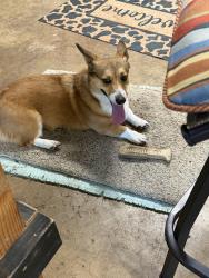 Lost Female Dog last seen East Windsor Dr, Denton, TX 76209