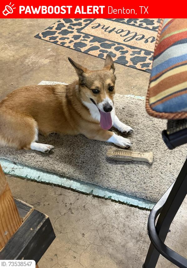 Lost Female Dog last seen East Windsor Dr, Denton, TX 76209