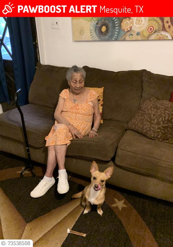 Lost Male Dog last seen Potter Ln Mesquite Tx, Mesquite, TX 75149