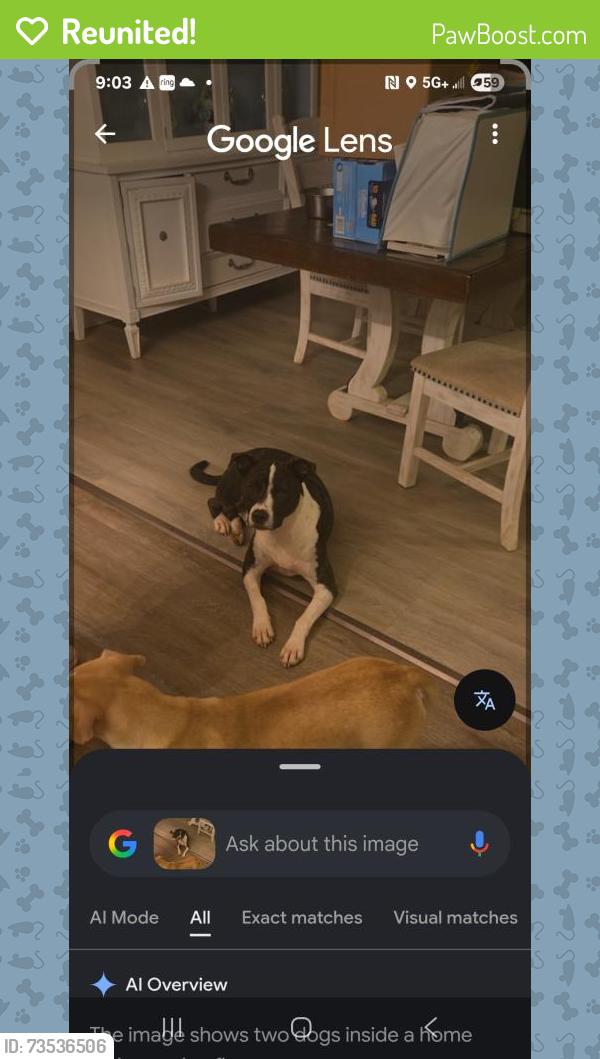Reunited Male Dog last seen Kingsgate, Farragut, TN 37934