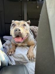 Reunited Female Dog last seen Woodbourne & Berkshire near Las Palmas, Pittsburgh, PA 15226
