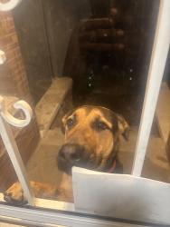 Found/Stray Female Dog last seen 100th and normal, Chicago, IL 60628