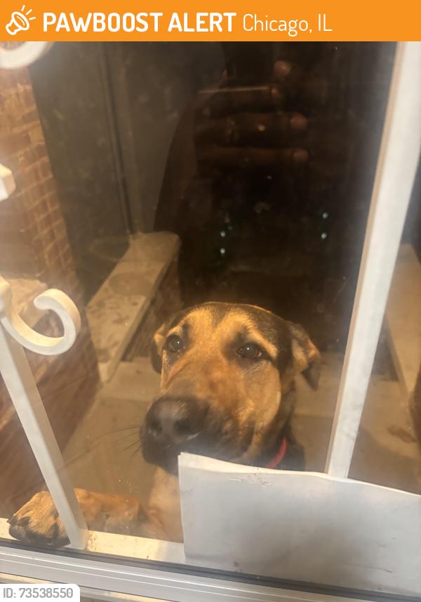 Found/Stray Female Dog last seen 100th and normal, Chicago, IL 60628