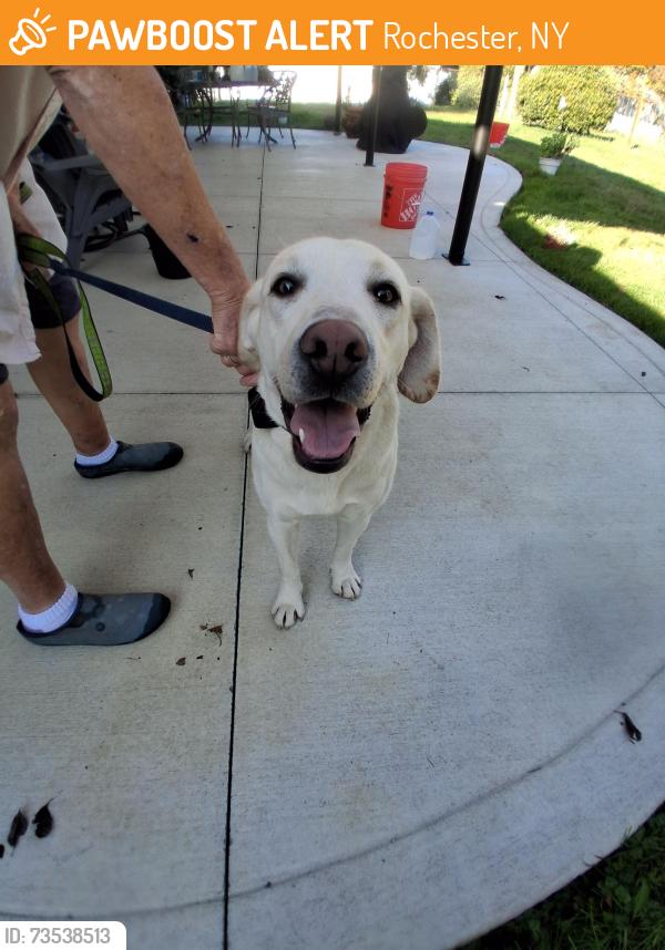 Found/Stray Female Dog last seen 88th portland ave tacoma wa, Rochester, NY 14605