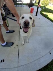 Found/Stray Female Dog last seen 88th portland ave tacoma wa, Rochester, NY 14605