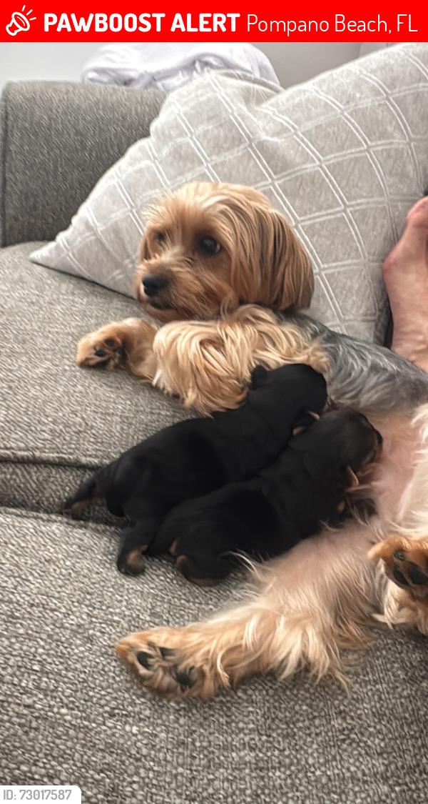 Lost Female Dog last seen Near 39 th court pompano bch fl, Pompano Beach, FL 33064