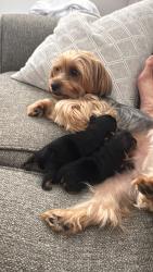 Lost Female Dog last seen Near 39 th court pompano bch fl, Pompano Beach, FL 33064
