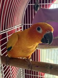 Lost Female Bird last seen Wabash & tamarind, Fontana, CA 92336