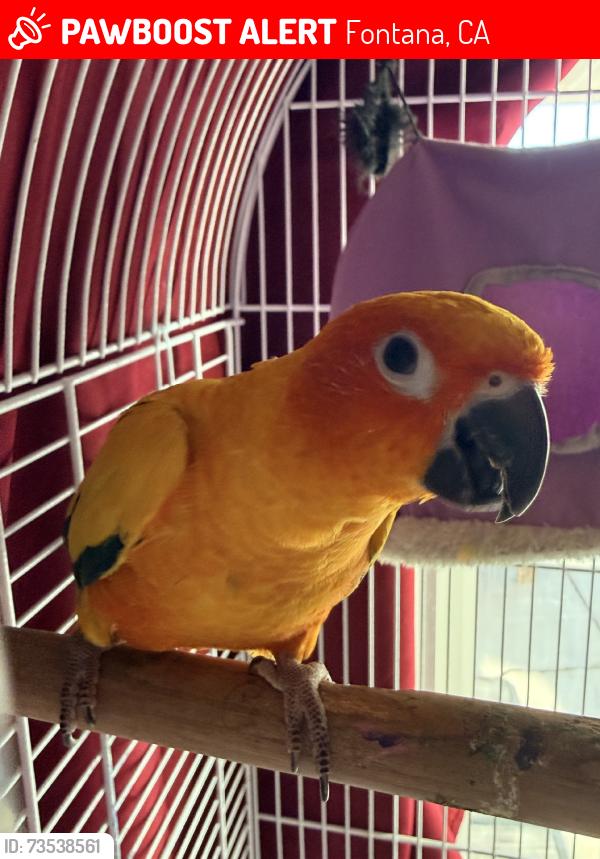 Lost Female Bird last seen Wabash & tamarind, Fontana, CA 92336