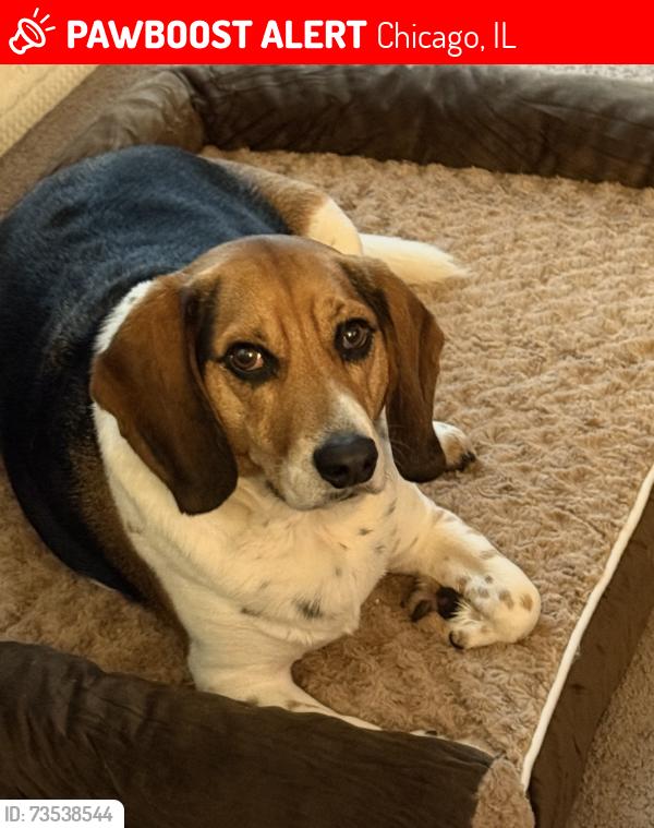 Lost Male Dog last seen Woodlawn, Chicago, IL 60653