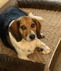 Lost Male Dog last seen Woodlawn, Chicago, IL 60653