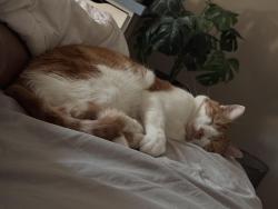 Reunited Male Cat last seen Cooks Way, Henry County, GA 30252