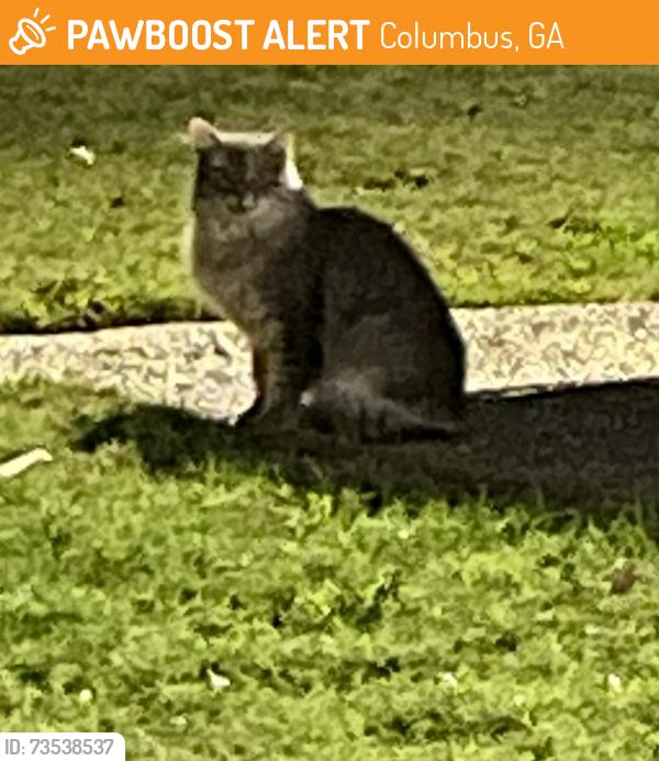 Found/Stray Unknown Cat last seen Miller/flt Rock, Columbus, GA 31907