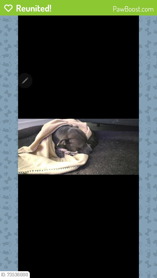 Reunited Male Dog last seen Near nw 118 st 33168, Miami, FL 33168