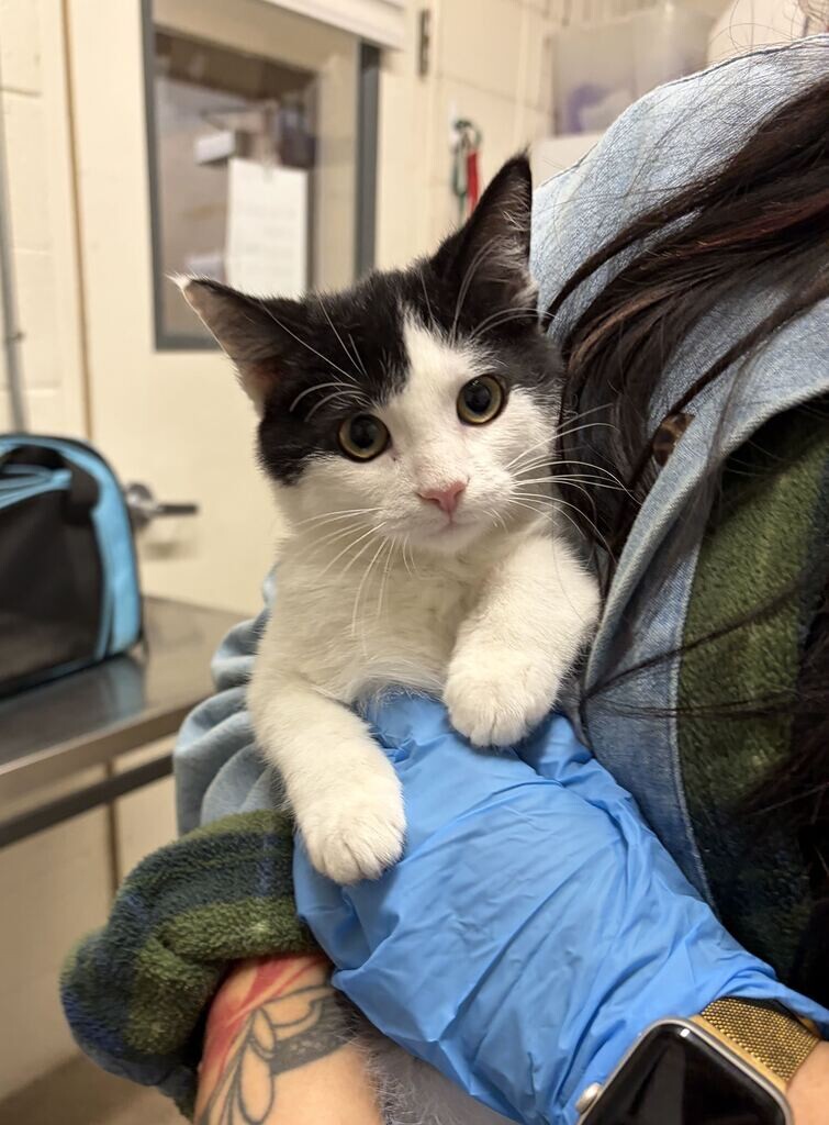 Shelter Stray Male Cat last seen Near N Pointe Cir, North Salt Lake, UT 84054, USA, 1422 E 600 N, Fruit Heights, UT 84037, USA