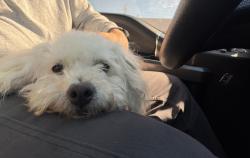 Reunited Female Dog last seen Beamer rd, Houston, TX 77089