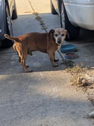 Found/Stray Male Dog last seen Gilliam springs, Bartow County, GA 30120