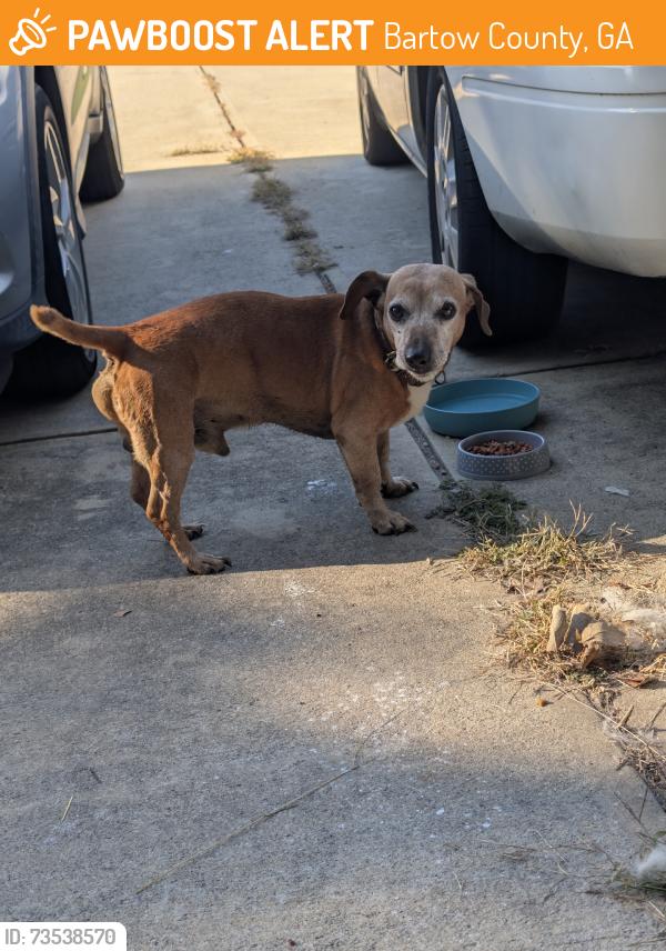 Found/Stray Male Dog last seen Gilliam springs, Bartow County, GA 30120