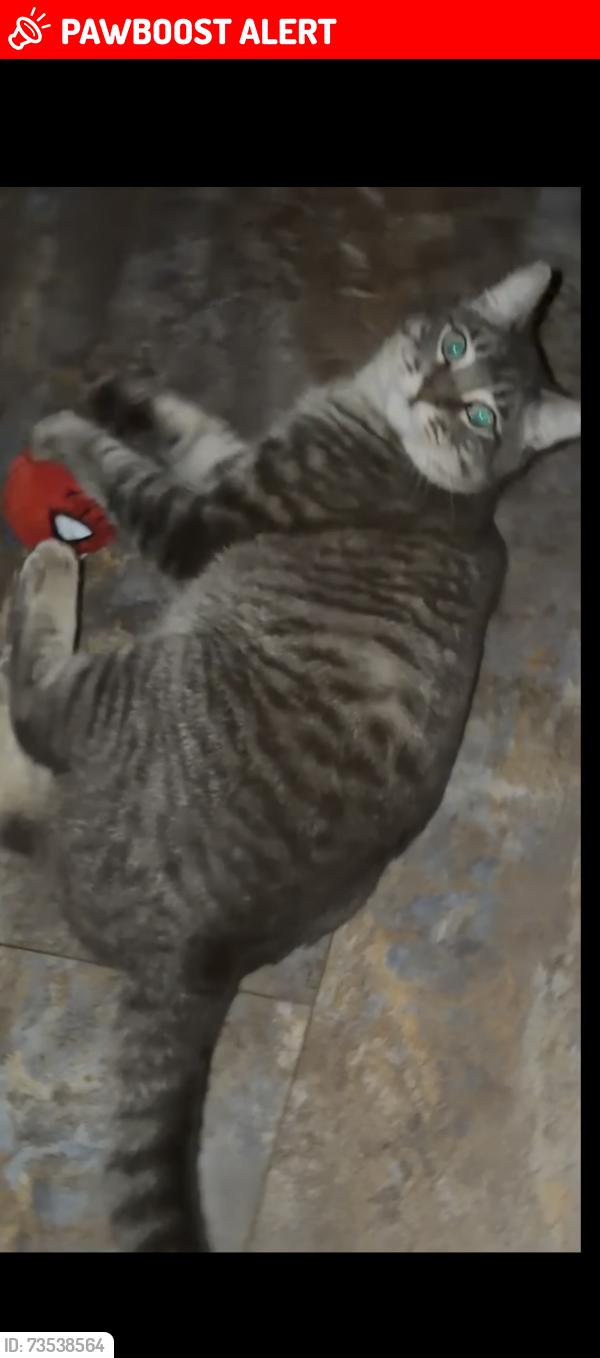 Lost Male Cat last seen Old Jefferson / state fair grounds sub across street from that direction, City of St. George, LA 70817