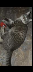 Lost Male Cat last seen Old Jefferson / state fair grounds sub across street from that direction, City of St. George, LA 70817