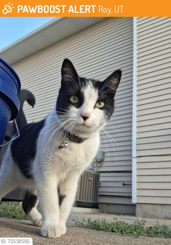 Found/Stray Unknown Cat last seen 5200s 2800w Roy, Utah 84067, Roy, UT 84067