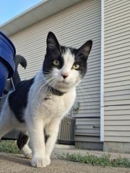 Found/Stray Unknown Cat last seen 5200s 2800w Roy, Utah 84067, Roy, UT 84067